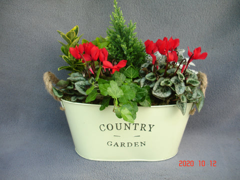 Coloured Oval Tin, Seasonally Planted, For outdoor use